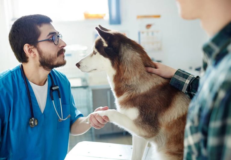In der Tierarztpraxis gibt es viele Stellenangebote